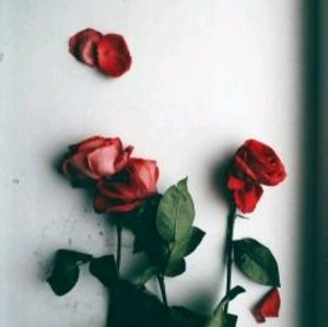 Meet your Posher, Janel